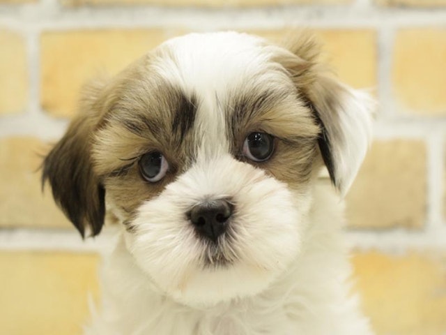 沖縄県のハーフ犬 (ペッツワンABLOうるま店/2024年1月29日生まれ/女の子/ホワイトゴールド)の子犬